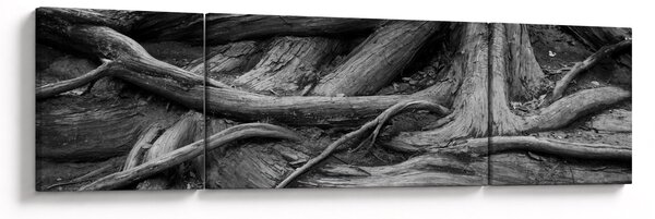 Obraz - Kořeny stromu (170x50 cm)