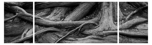 Obraz - Kořeny stromu (170x50 cm)
