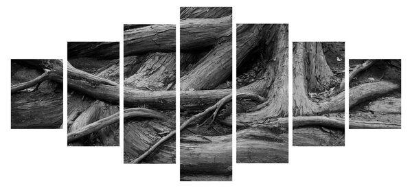 Obraz - Kořeny stromu (210x100 cm)