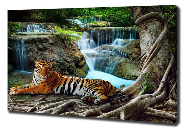Foto obraz na plátně Tygr vodopád pl-oc-100x70-f-70563855