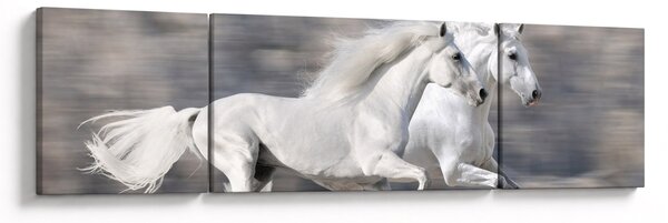 Obraz - Bílí koně v zimě (170x50 cm)
