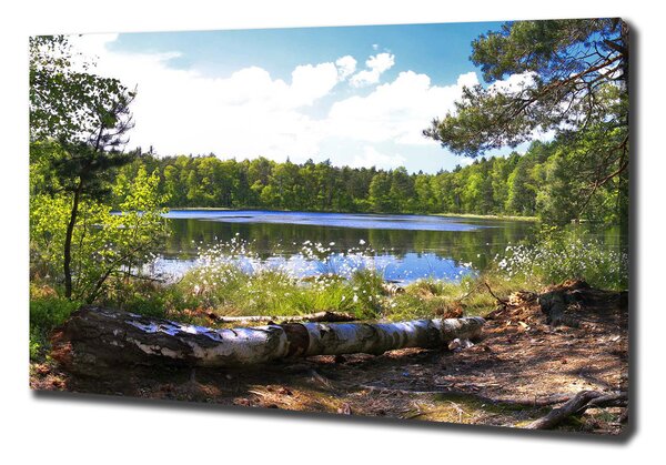 Foto obraz na plátně do obýváku Lesní panorama pl-oc-100x70-f-65467698