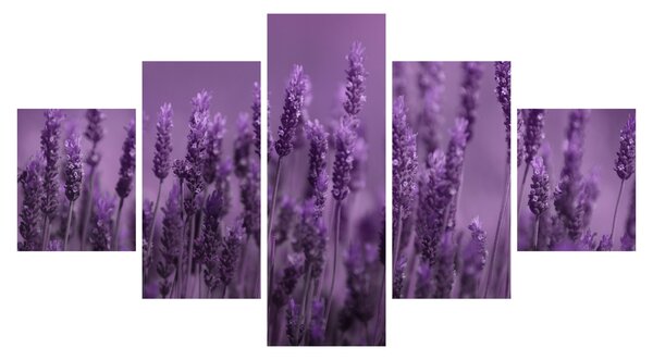 Obraz - Levandule (125x70 cm)