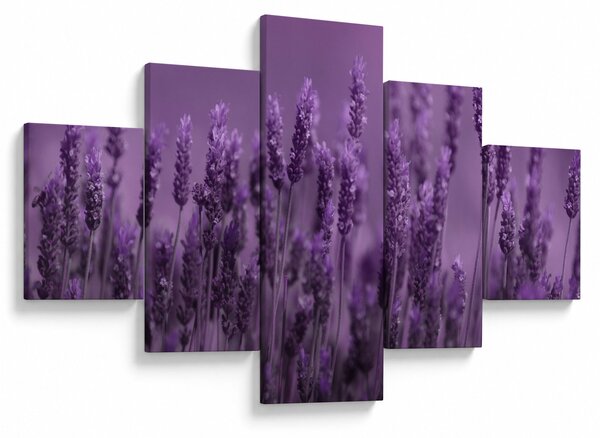 Obraz - Levandule (125x70 cm)