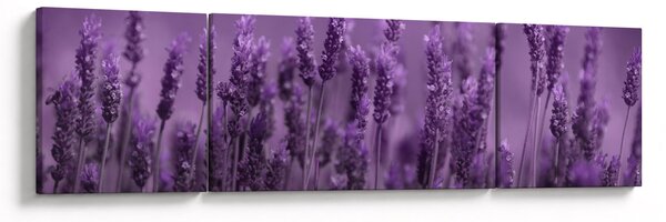 Obraz - Levandule (170x50 cm)