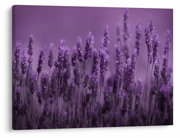 Obraz - Levandule (70x50 cm)