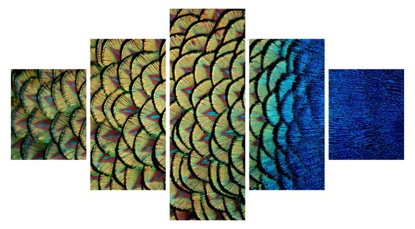 Obraz - Páví peří (125x70 cm)