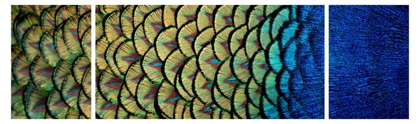 Obraz - Páví peří (170x50 cm)