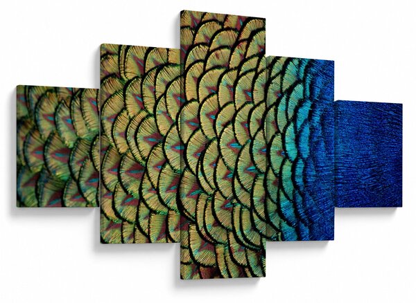 Obraz - Páví peří (125x70 cm)