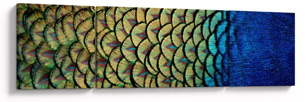 Obraz - Páví peří (170x50 cm)