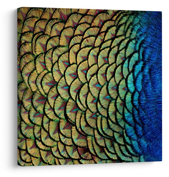 Obraz - Páví peří (30x30 cm)