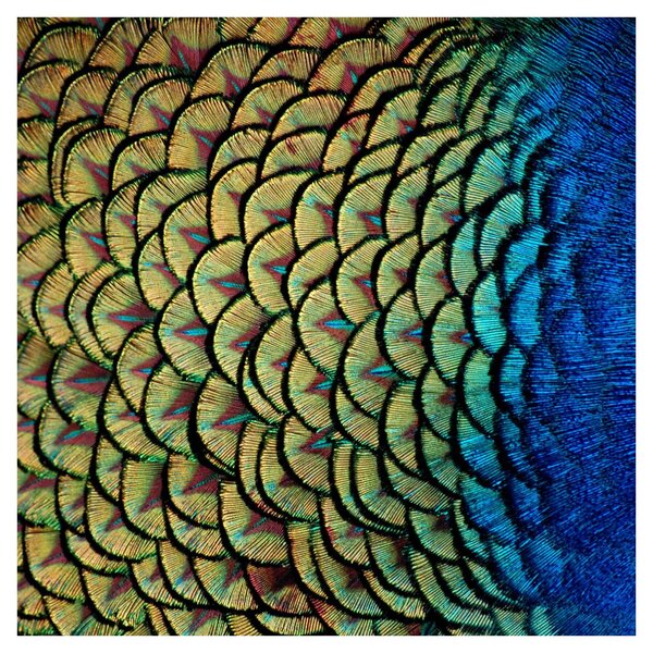 Obraz - Páví peří (30x30 cm)