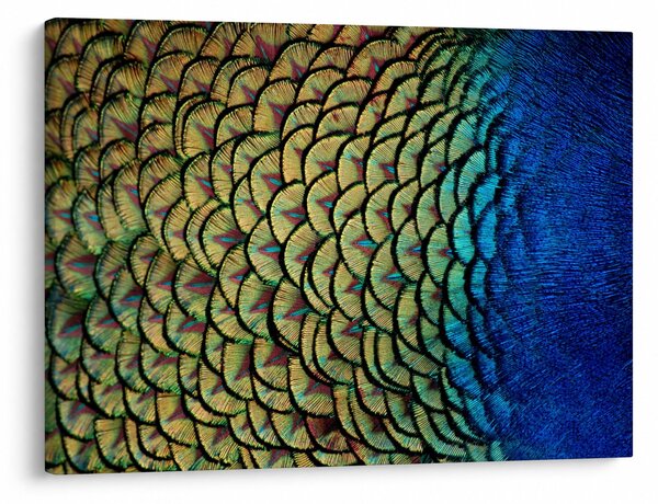 Obraz - Páví peří (70x50 cm)