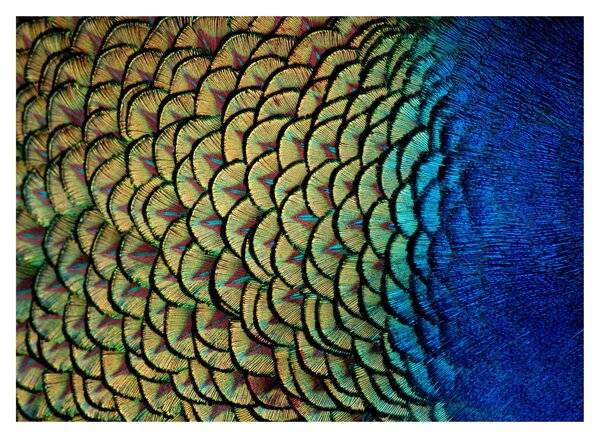 Obraz - Páví peří (70x50 cm)