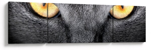 Obraz - Blízký portrét kočky (170x50 cm)