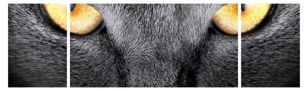Obraz - Blízký portrét kočky (170x50 cm)