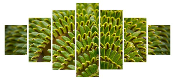 Obraz - Kapradina (210x100 cm)