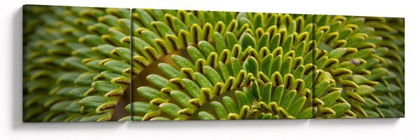 Obraz - Kapradina (170x50 cm)