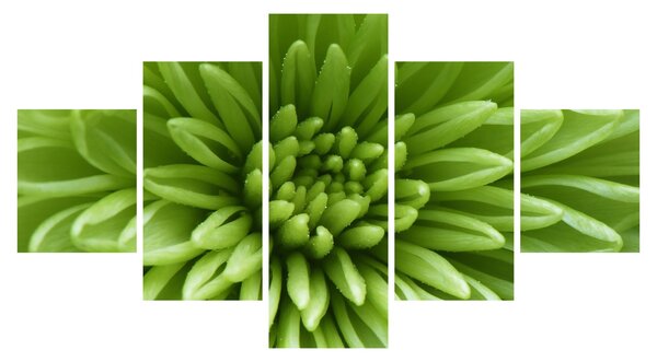 Obraz - Makro snímek rostliny (125x70 cm)