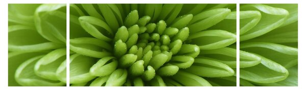 Obraz - Makro snímek rostliny (170x50 cm)
