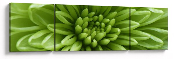 Obraz - Makro snímek rostliny (170x50 cm)