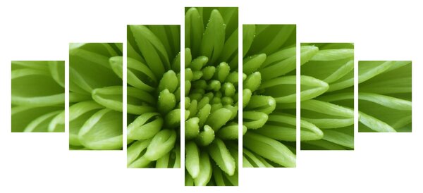 Obraz - Makro snímek rostliny (210x100 cm)