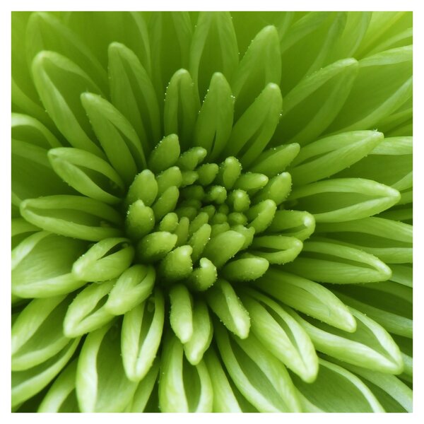 Obraz - Makro snímek rostliny (30x30 cm)