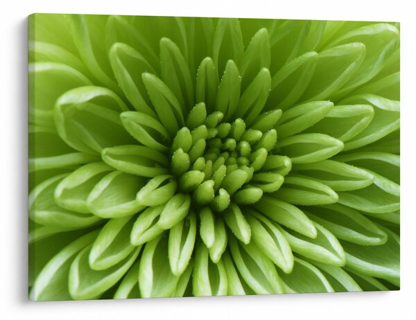Obraz - Makro snímek rostliny (70x50 cm)