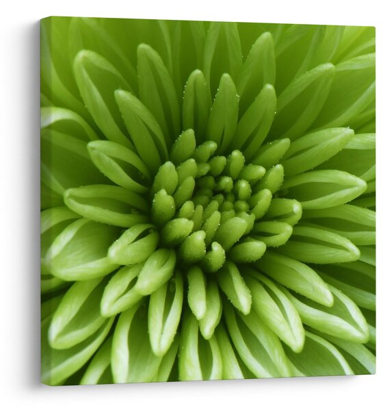 Obraz - Makro snímek rostliny (30x30 cm)