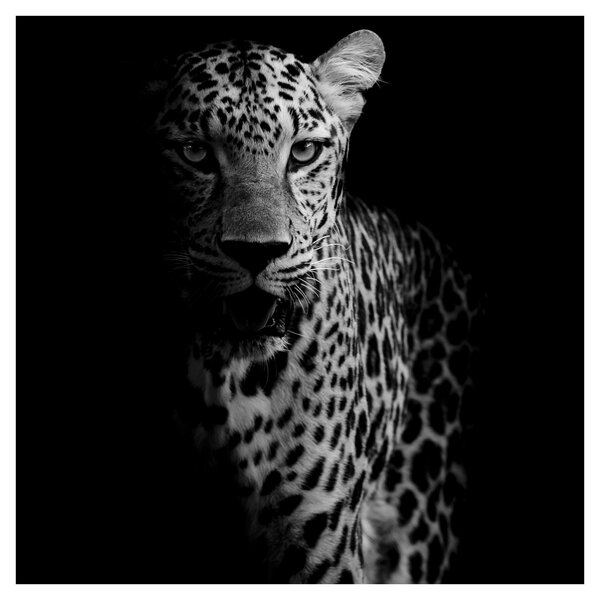 Obraz - Portrét leoparda (30x30 cm)