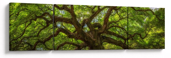 Obraz - Zelený strom (170x50 cm)
