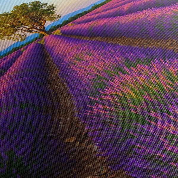 Obraz - Levandulové pole (210x100 cm)