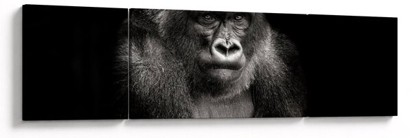 Obraz - Gorila (170x50 cm)