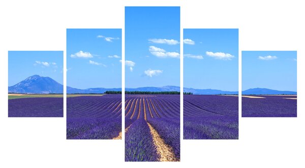 Obraz - Levandulové pole (125x70 cm)