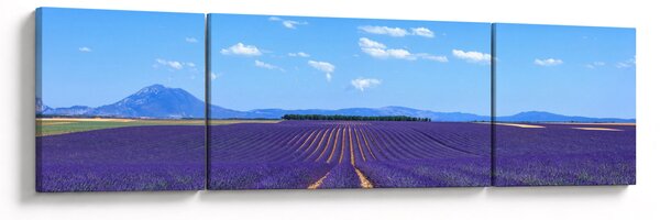 Obraz - Levandulové pole (170x50 cm)