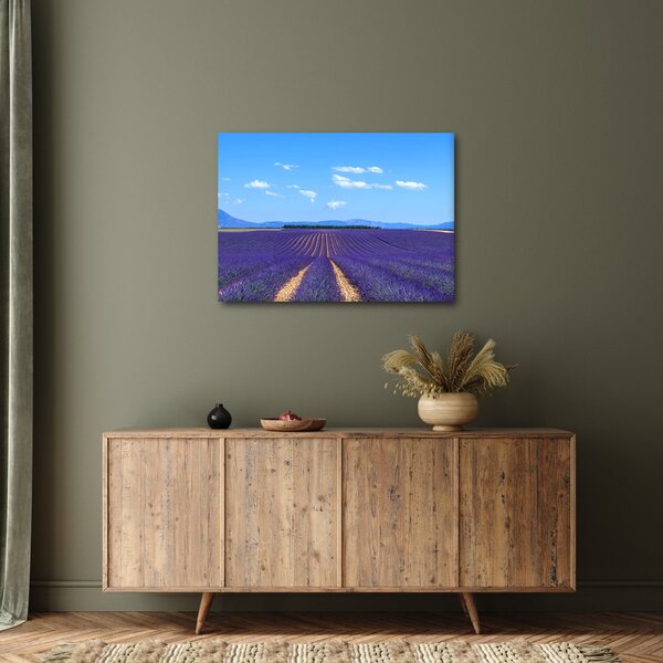 Obraz - Levandulové pole (70x50 cm)