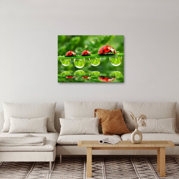 Obraz - Slunéčko sedmitečné (70x50 cm)