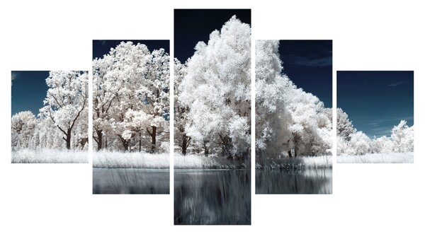Obraz - Sněhobílé stromy (125x70 cm)