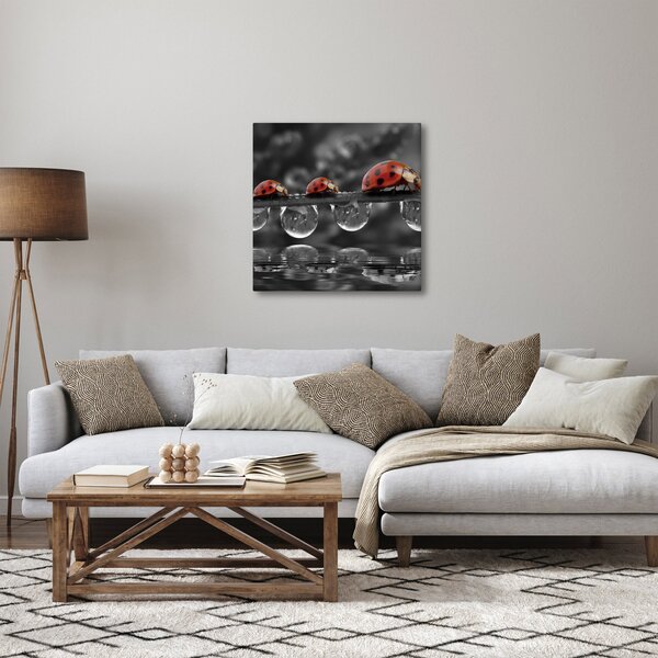 Obraz - Slunéčko sedmitečné, černobílé (30x30 cm)