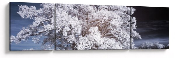 Obraz - Sněhobílý strom (170x50 cm)