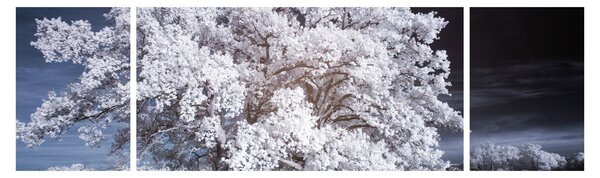 Obraz - Sněhobílý strom (170x50 cm)