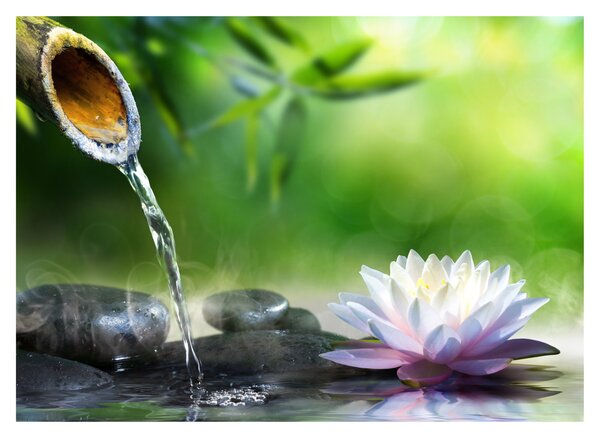 Obraz - Lotus (70x50 cm)