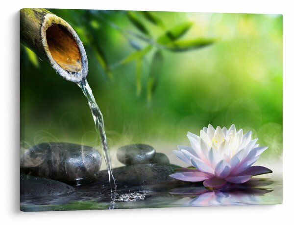 Obraz - Lotus (70x50 cm)