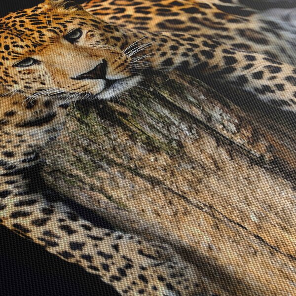 Obraz - Gepard (30x30 cm)