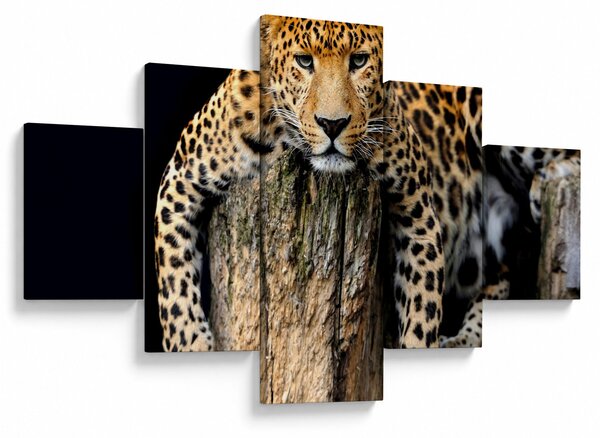 Obraz - Gepard (125x70 cm)