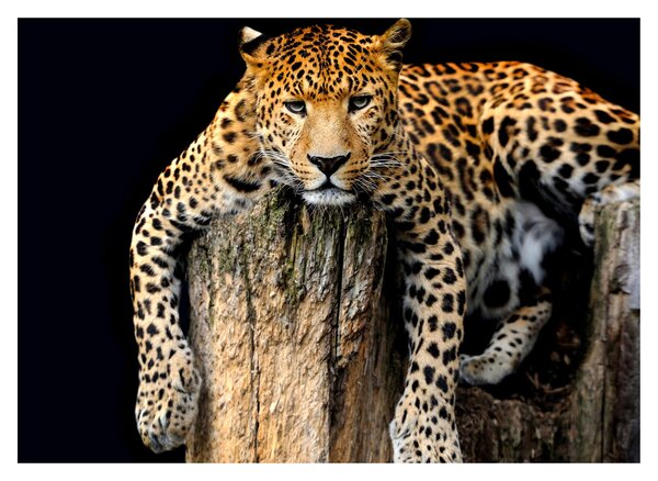 Obraz - Gepard (70x50 cm)