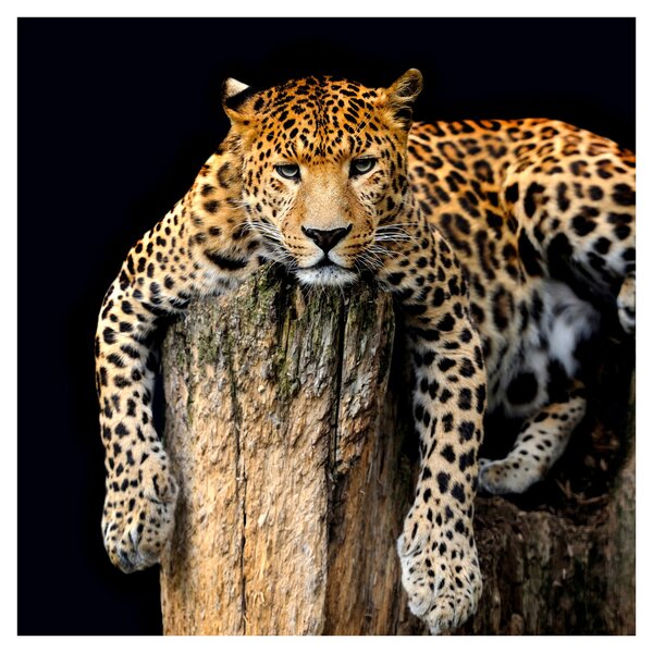 Obraz - Gepard (30x30 cm)