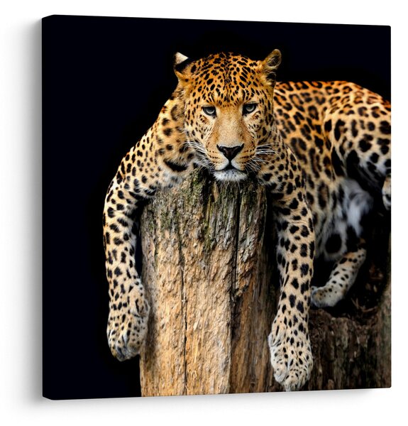 Obraz - Gepard (30x30 cm)