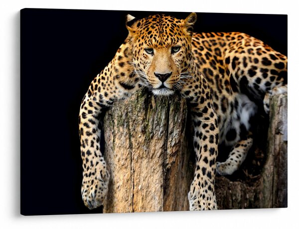 Obraz - Gepard (70x50 cm)