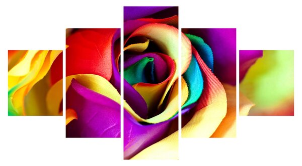 Obraz - Barevná růže (125x70 cm)